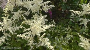 Астильба Арендса Браутшлеер - Brautschleier Astilbe arendsii