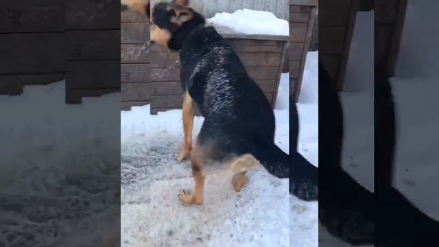 Привет, меня зовут Гретта! #Уфа #приют #уфаприют #приютуфа смотреть онлайн