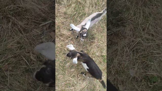 Первая прогулка смотреть онлайн