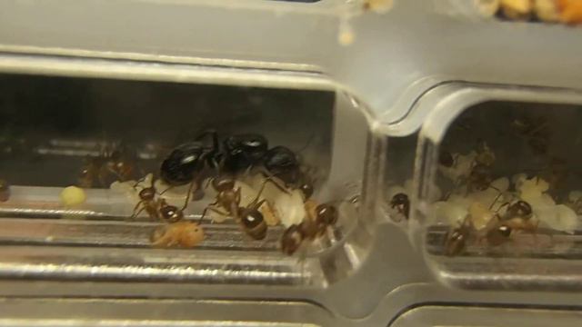 Муравьи Мессор Структор матка проверяет личинки смотреть онлайн