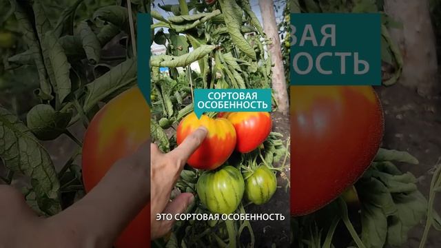 Несравненный помидор АЛАЯ ЗАРЯ #шортс #shorts #помидоры #томаты @SadyRossii смотреть онлайн