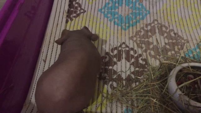 Скинни#guineapig#морская свинка смотреть онлайн