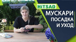 Что нужно знать при посадке Мускари ✔️ Как посадить Мускари