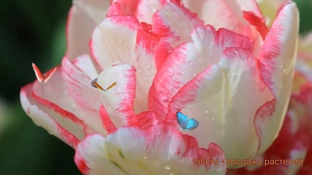 Тюльпан махровый Картуш (tyulpan-kartush) ? Картуш обзор: как сажать, луковицы тюльпаны Картуш смотреть онлайн