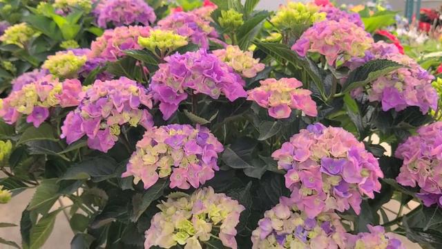 23 seconds with Hydrangea Cityline® Venice// COMPACT, 🌸Free-Flowering, Long Blooming Hydrangea