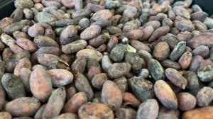 Обжариваем Какао-Бобы Tocache