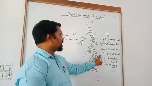 L-24 Trachea and Bronchi смотреть онлайн
