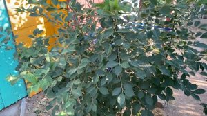 Войлочная вишня после сбора урожая летом. Что нужно обязательно сделать.