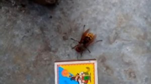 Шершень запутался в сеть