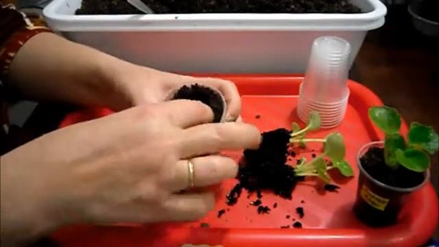 Как рассадить деток сенполий (фиалок) смотреть онлайн