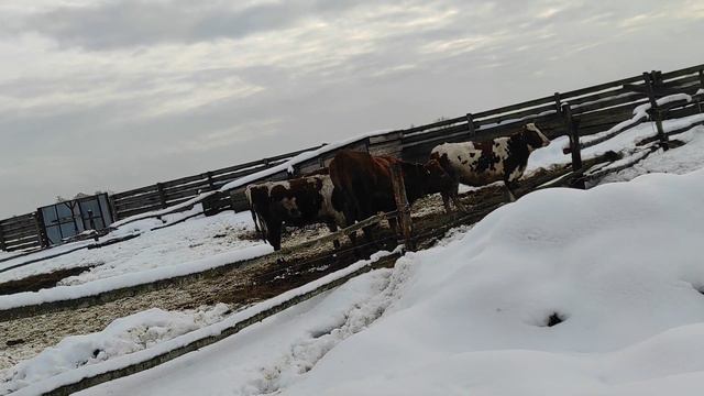 С наступающим Новым годом!!! 🥂🍾наши животные 🐮🐐🐏🐑, СПАСИБО ВСЕМ!!! 💋💋💋 смотреть онлайн