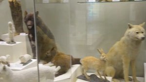 Дарвиновский музей в Москве