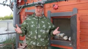 Расклев (каннибализм) у цыплят. Ветеринарный врач рекомендует.