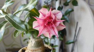 АДЕНИУМЫ ОБЗОР цветущих после переезда с балкона #адениум #bonsai #adenium