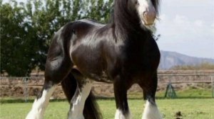 Фризская лошадь и интересные факты об этой породе.