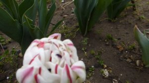 Тюльпан махровый Carnaval De Nice.