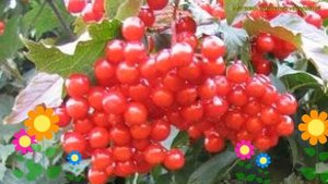 Калина съедобная Красный коралл. Краткий обзор, описание viburnum opulus Krasnyj korall