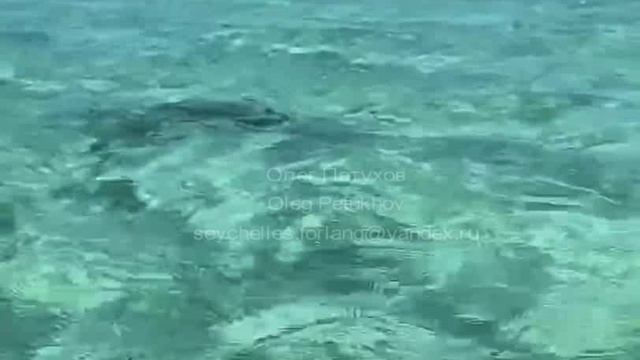 Сейшелы. Seychelles. 塞舌尔。 80