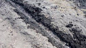 Посадка Дыни "КОЛХОЗНИЦА" в Открытый грунт.   05.05.2019г.