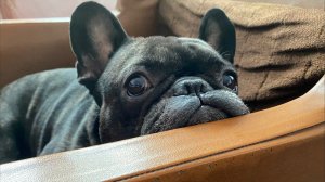 Бульдог Олег в эфире