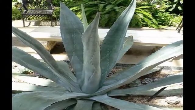 Растение Агава американская (лат. Agave americana)