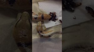 Кормление полосатых сцинков Петерса Scincopus fasciatus