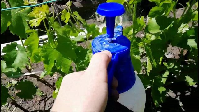 Чем Обработать Виноград Перед Цветением?. Средняя полоса России смотреть онлайн