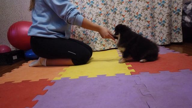 Элли УРОК 4 | Как научить собаку играть | сидеть,лежать, смотреть онлайн