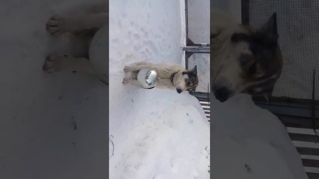 шарик+лайка
