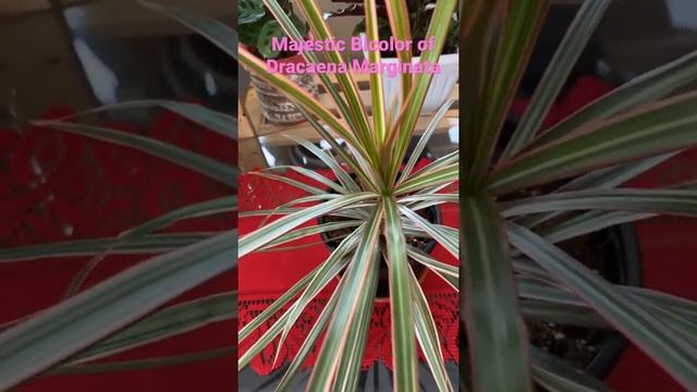 Majestic Bicolor of Dracaena Marginata #dracaena #plants