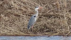 Серая цапля (Ardea cinerea)