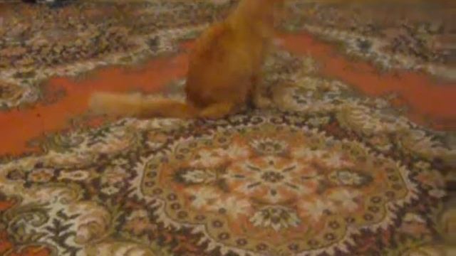 Котэ