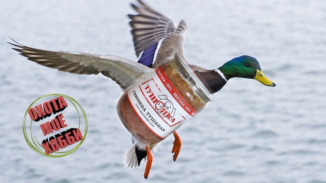 ТУШЕНКА В АВТОКЛАВЕ ИЗ ДИКИХ СЕЛЕЗНЕЙ "Тушенка для пижона" смотреть онлайн