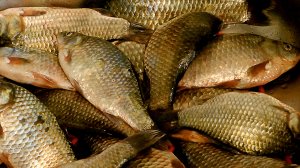 Самодельная насадка для рыбалки.