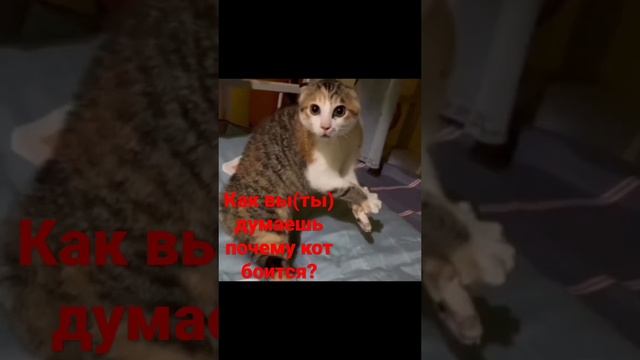 Как вы(ты) думаешь (думайте) почему кот боится?