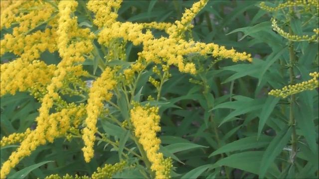 Лекарственные растения, Золотарник Канадский, Solidago canadensis, 13.08.2022, Великий Новгород