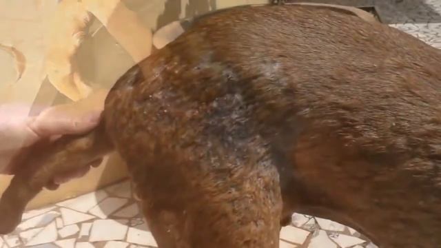 Пес Боб или сьеденный заживо.Ветклиника в Гамбии .Удаление личинок.Eng sub. смотреть онлайн