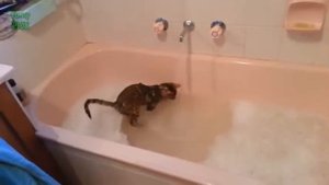 Смешное купание котов . Кот купается?