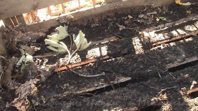 Под занавес сезона Заготовка листового опада смотреть онлайн