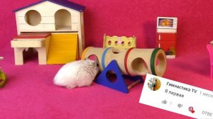 ХОМО ШКОЛА - КАНИКУЛЫ👍😜  Magic ПЛАНЫ Fanny на КАНИКУЛЫ 🏄♀️ /АЛИСА ИЗИ