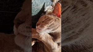 Кот спит на солнышке