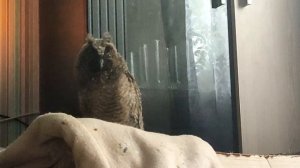 Как спит домашняя ушастая сова? Забавное видео.