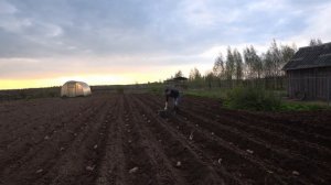 Посадка картошки мотоблоком НЕВА- легко и просто!