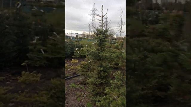 Обзор хвойных и лиственных растений и цен на них. Питомник СПР в Новосаратовке под Петербургом смотреть онлайн