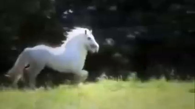 ҉ Видео про лошадей (Песня из рекламы Bon Aqua)