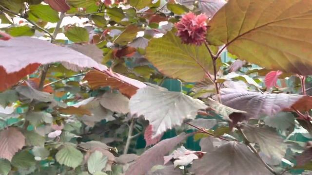 Цикл «Знакомцы и незнакомки сада». Орех краснолистный. смотреть онлайн