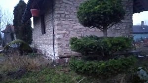 Стрижка елки шариком и ярусами. 2часть.