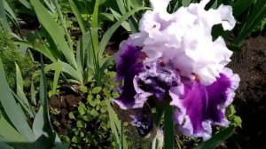 Красоты много не бывает!Ирисы lotus Lendи Daring Deception! У кого нет срочно купить ?