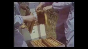 пасека на промышленную основу пчеловодство в ссср улей рута и  улей дадан промышленная пасека