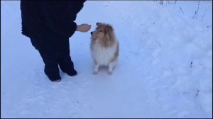 Занятия с Пулом на улице